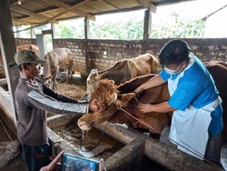 Penyakit Mulut dan Kuku Mewabah di Jatim, Seperti Ini Ciri-cirinya