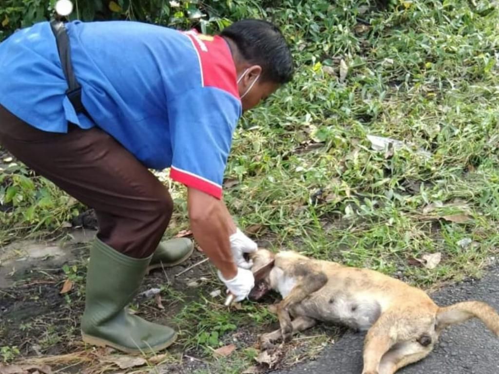 2 Korban Gigitan Anjing Rabies di Tabanan Diminta Datangi Puskesmas