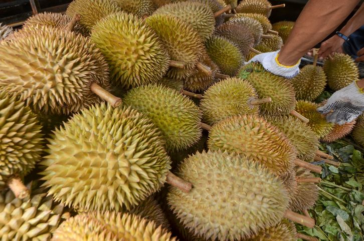 Many stacked Durian fruits in Aceh, Indonesia