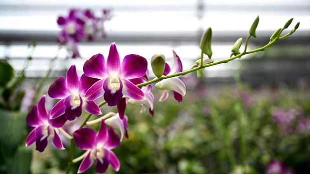 This photo taken on April 7, 2022 shows orchids at an orchid farm in the central Thai province of Nakhon Pathom. - Once considered a popular past time among the Thai elite, orchid growing has developed into a multi-million dollar industry and the kingdom is the world's biggest exporter, but the pandemic has seen one in five farms shut recently and growers are expecting further hits due to the war in Ukraine. (Photo by Lillian SUWANRUMPHA / AFP) / To go with 'THAILAND-AGRICULTURE-LIFESTYLE-FLOWERS-ORCHIDS,FOCUS by Sophie DEVILLER and Thanaporn PROMYAMYAI