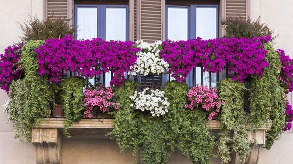 Mimpi Punya Taman di Lahan Terbatas