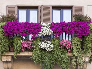 Mimpi Punya Taman di Lahan Terbatas