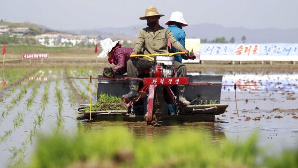Jarang Terekspos, Seperti Ini Teknologi Petani di Korea Utara