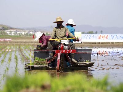 Jarang Terekspos, Seperti Ini Teknologi Petani di Korea Utara