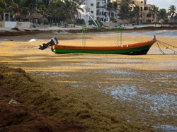 Oh No! Gara-gara Alga, Pesisir Pantai Meksiko Diteror Bau Tak Sedap