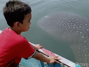 Seru! Hiu Tutul Bercengkrama dengan Warga Saat Tradisi Praonan di Pasuruan