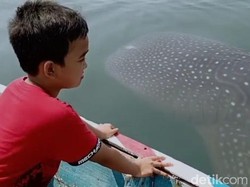 Seru! Hiu Tutul Bercengkrama dengan Warga Saat Tradisi Praonan di Pasuruan