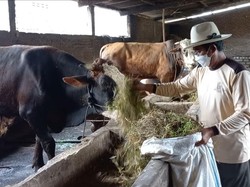 Cerita Peternak Lamongan Berawal 1 Ekor, Kini Puluhan Sapi Terjangkit PMK