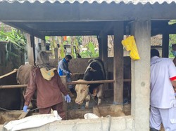 Belasan Sapi di Boyolali Diduga Terjangkit Penyakit Mulut dan Kuku