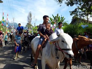 Arak-arakan Sapi Keliling Kampung Warnai Tradisi Syawalan di Boyolali