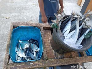 Paceklik Hasil Laut, Stok Ikan di Pelelangan Batukaras Minim Paceklik Hasil Laut, Stok Ikan di Pelelangan Batukaras Minim