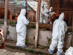 Penyakit Mulut dan Kuku Serang 922 Sapi di 13 Kecamatan Sidoarjo