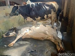 1.200 Sapi di Aceh Tamiang Terjangkit PMK