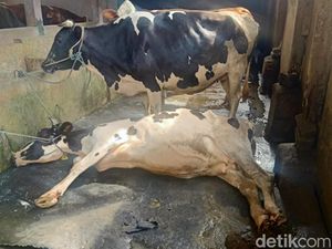 1.200 Sapi di Aceh Tamiang Terjangkit PMK 1.200 Sapi di Aceh Tamiang Terjangkit PMK