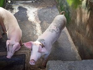 Harga Pakan Babi di Karangasem Melonjak, Peternak Siasati Kasi Dag-dag Harga Pakan Babi di Karangasem Melonjak, Peternak Siasati Kasi Dag-dag