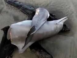 Lumba-lumba Hidung Botol Ditemukan Terbelah Dua di Pantai Seluma