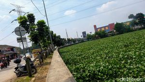 Begini Wajah Situ Ciledug Tangsel yang Dipenuhi Eceng Gondok