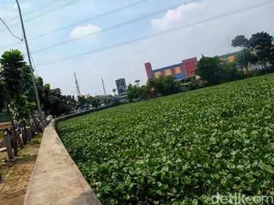 Begini Wajah Situ Ciledug Tangsel yang Dipenuhi Eceng Gondok