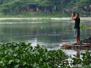 Eceng Gondok-Lumpur Lapindo-E Coli Dibikin Biolistrik oleh Mahasiswa UNS Eceng Gondok-Lumpur Lapindo-E Coli Dibikin Biolistrik oleh Mahasiswa UNS
