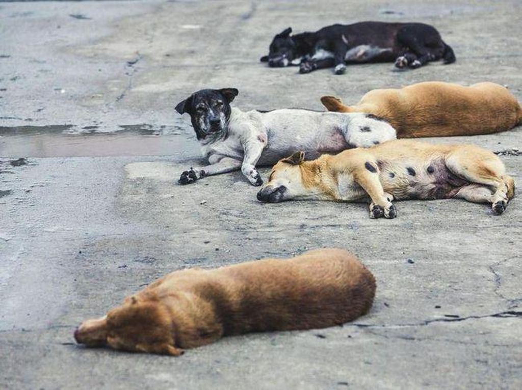 Populasi Anjing di Tabanan Capai 71.062, Mayoritas Belum Divaksin