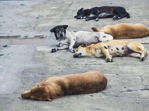 Rabies Kembali Mencuat di Dompu, Seorang Warga Digigit Anjing Liar Rabies Kembali Mencuat di Dompu, Seorang Warga Digigit Anjing Liar