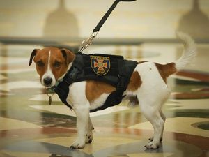 Ini Anjing Pelacak Ranjau yang Dapat Medali dari Presiden Ukraina