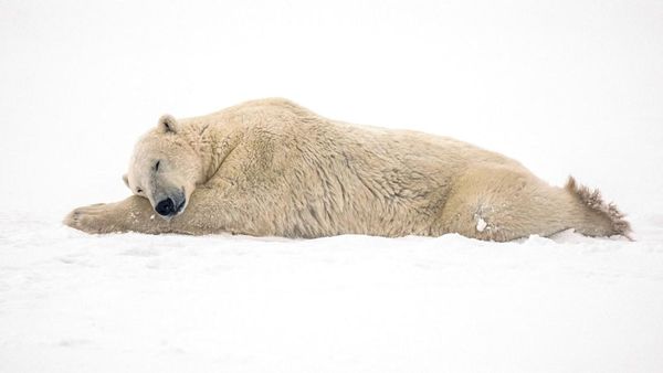 Ini Deretan Foto-foto Ciamik Finalis Penghargaan Pulitzer