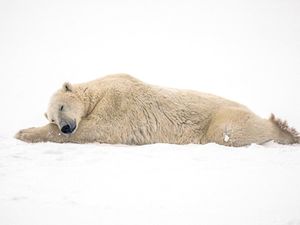 Ini Deretan Foto-foto Ciamik Finalis Penghargaan Pulitzer