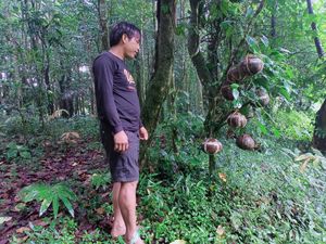 Di Desa Ini Ari-ari Bayi Tidak Dikubur di Tanah, tapi Digantung di Pohon Di Desa Ini Ari-ari Bayi Tidak Dikubur di Tanah, tapi Digantung di Pohon