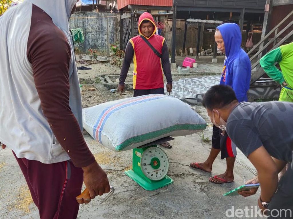 Ironi Petani Pinrang, Jual Gabah Potong 10 Kg-Dipaksa Beli Pupuk Non Subsidi