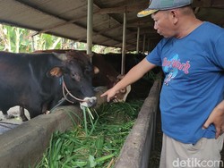 Peternak Sidoarjo Jual Murah Sapi Gegara PMK, Beli Rp 30 Juta-Dijual Rp 6 Juta
