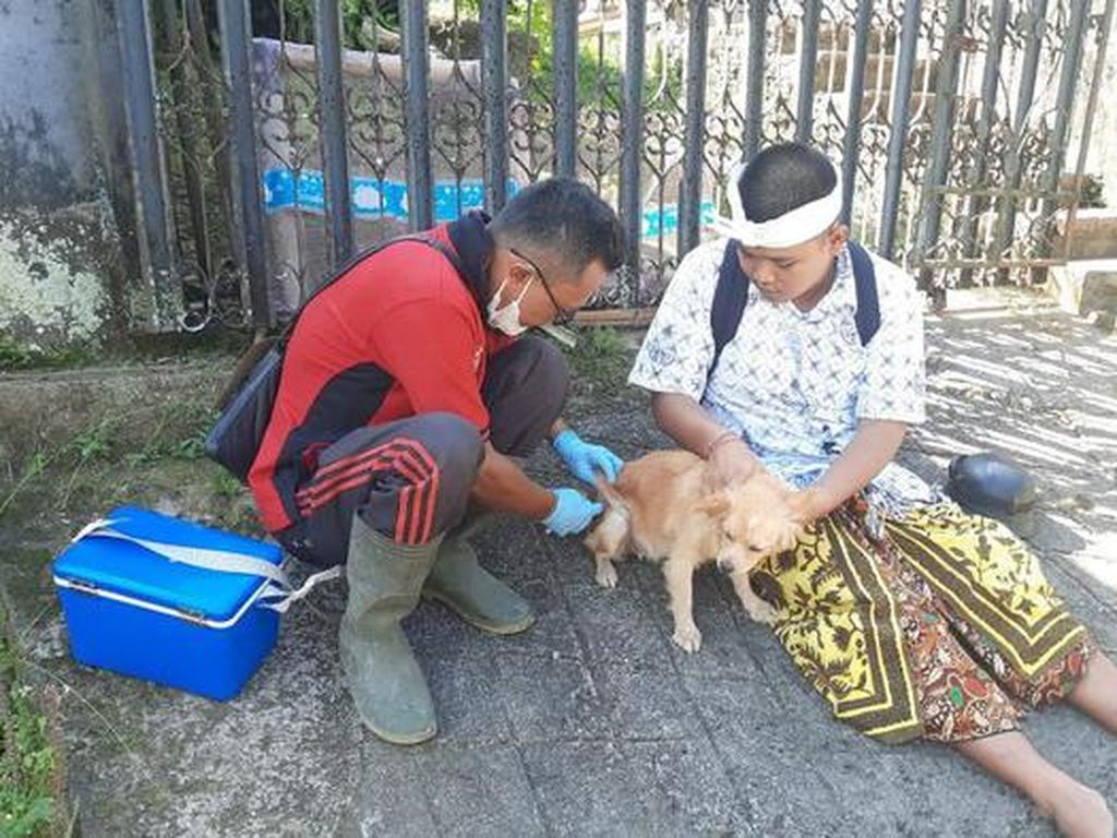Rabies Mengancam, Badung Vaksin 2.859 Ekor Anjing di 3 Desa Rabies Mengancam, Badung Vaksin 2.859 Ekor Anjing di 3 Desa