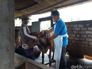 153 Sapi di 5  Kecamatan Lamongan Terjangkit PMK, 4 Ekor Mati
