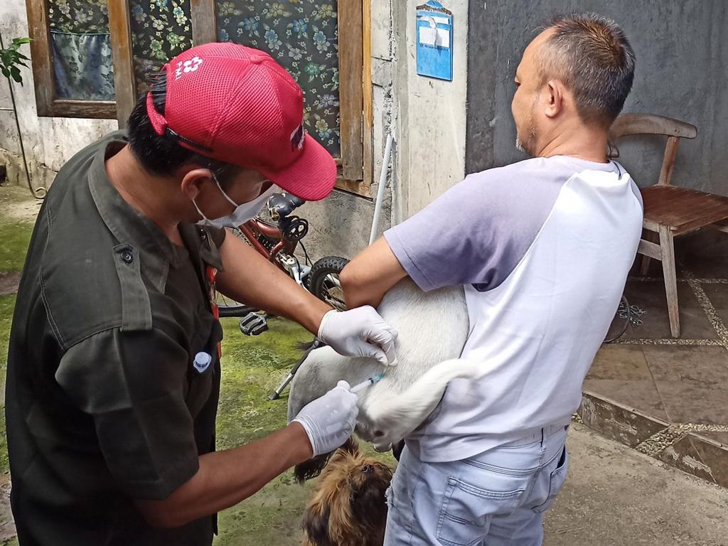 Kasus Rabies di Tabanan Meningkat, Stok VAR Hanya Cukup Dua Bulan