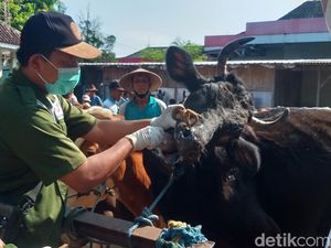 Idul Adha 2022, Ini Syarat Hewan Kurban Lengkap dengan Hadisnya Idul Adha 2022, Ini Syarat Hewan Kurban Lengkap dengan Hadisnya
