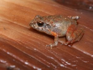 6 Spesies Katak Baru Ditemukan di Meksiko, Imut Banget!