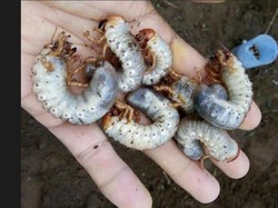 Ulat Gayas di Desa Abang, Dipakai Cemilan Minum Tuak-Dibenci Petani