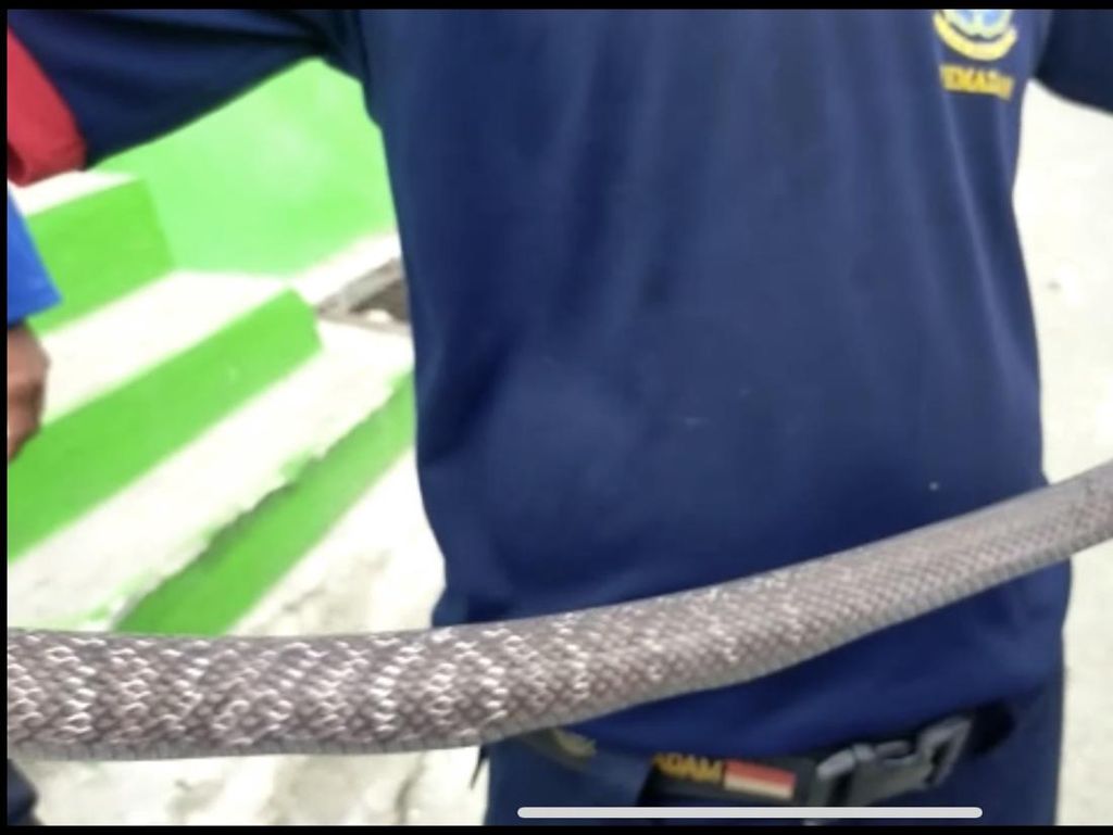 Teror Mengerikan 2 Ular King Kobra di SD Parepare Saat Jam Belajar Siswa