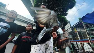 Serunya Bermain Burung di Tengah Gempuran Game Online