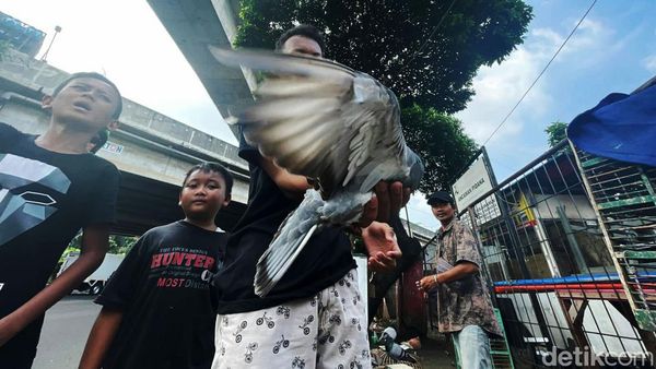 Serunya Bermain Burung di Tengah Gempuran Game Online