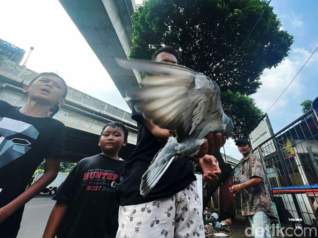 Serunya Bermain Burung di Tengah Gempuran Game Online Serunya Bermain Burung di Tengah Gempuran Game Online