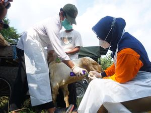 Cegah Wabah PMK, Pemkab Kediri Perketat Lalu Lintas Pengiriman Ternak Cegah Wabah PMK, Pemkab Kediri Perketat Lalu Lintas Pengiriman Ternak