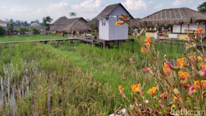 Makan Nasi Liwet dan Gurame Bakar di Resto Konsep Sawah di Bogor