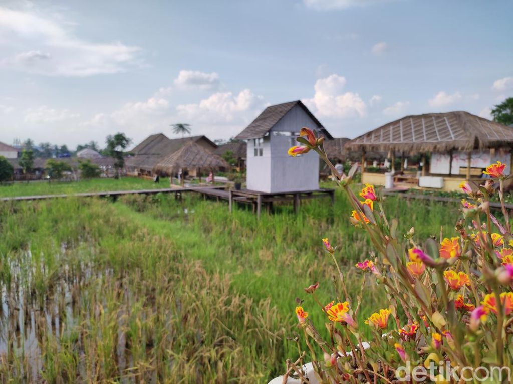 Makan Nasi Liwet dan Gurame Bakar di Resto Konsep Sawah di Bogor Makan Nasi Liwet dan Gurame Bakar di Resto Konsep Sawah di Bogor