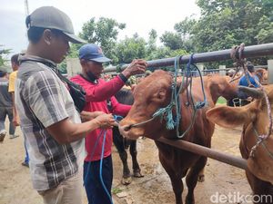 3.481 Hewan Ternak di Jatim Kena Wabah PMK, Ini Upaya agar Tak Meluas 3.481 Hewan Ternak di Jatim Kena Wabah PMK, Ini Upaya agar Tak Meluas
