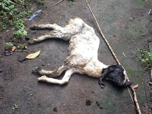 Warga Lereng Merapi di Klaten Resah, Marak Ternak Mati dan Sakit-Sakitan