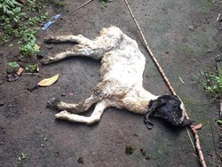 Warga Lereng Merapi di Klaten Resah, Marak Ternak Mati dan Sakit-Sakitan