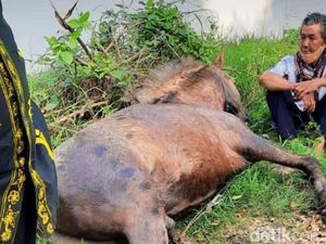 Kasihan, Kuda Iring-iringan Puter Kayun Banyuwangi Mati Diduga Kelelahan Kasihan, Kuda Iring-iringan Puter Kayun Banyuwangi Mati Diduga Kelelahan