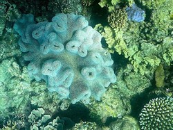 Pemutihan Karang Melanda 73% Great Barrier Reef Australia