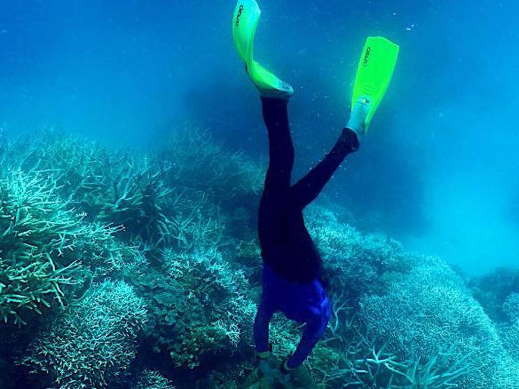 Gawat! 91% Terumbu Karang Great Barrier Reef Alami Pemutihan